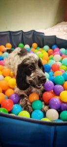 La piscine à balles de L'empreinte crèche pour chien à La Walck