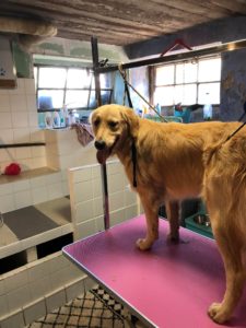 Dog Wash à L'empreinte crèche pour chien à La Walck