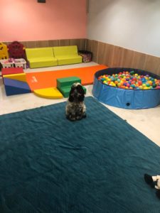 Les pensionnaires de L'empreinte crèche pour chien à La Walck