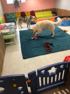 Les pensionnaires de L'empreinte crèche pour chien à La Walck