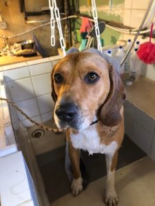 Dog Wash à L'empreinte crèche pour chien à La Walck