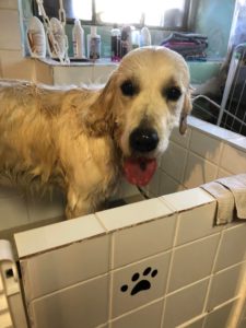 Dog Wash à L'empreinte crèche pour chien à La Walck