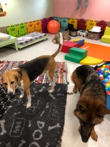 Dortoir L'empreinte crèche pour chien à La Walck