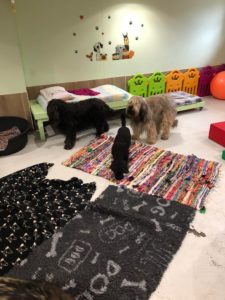 Dortoir L'empreinte crèche pour chien à La Walck