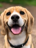 Beagle